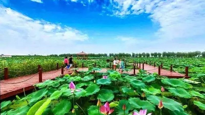 山东农资批发市场采购指南