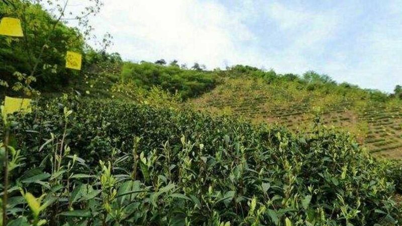 农业产业园规划：打造高效生态农业的未来蓝图