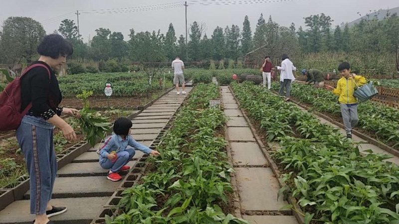 农业产业园规划定制服务：打造高效农业的未来蓝图
