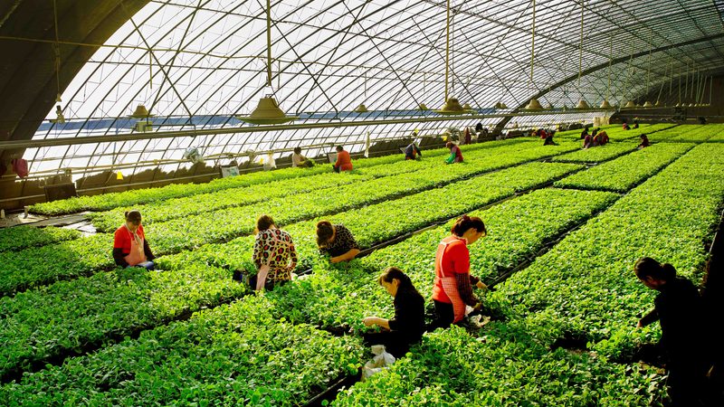 有机蔬菜批发：价格与质量如何权衡？**