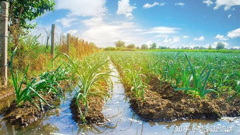 生鲜配送代运营：如何构建高效供应链