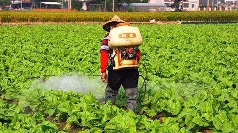 小规模家庭南方水果种植基地建设要点解析
