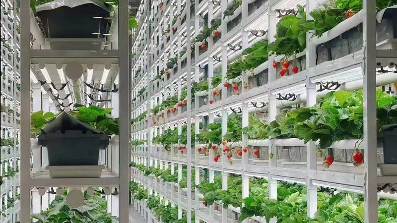 社区团购生鲜冷链物流：如何构建高效供应链**